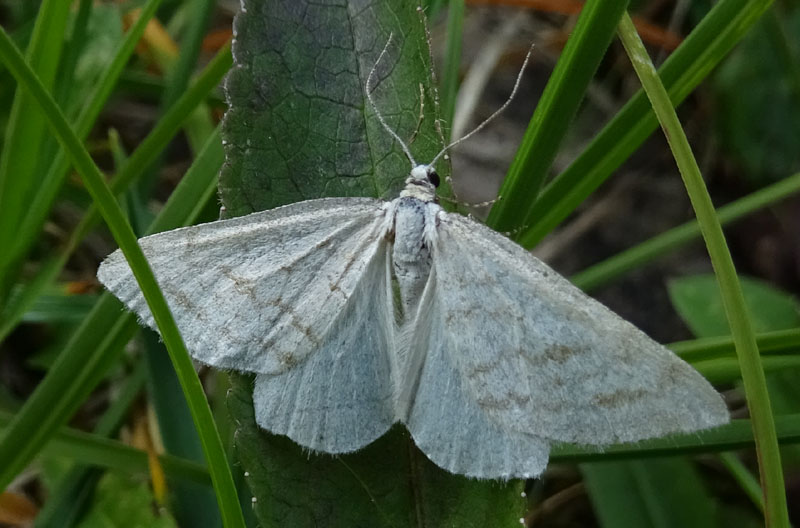 Mesotype verberata - Geometridae